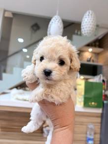 Bichonpoo