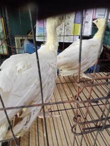 Anak burung merak putih 