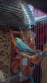 Male Budgie - Urgent Rehome