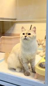 Preggy mommy Persian Cross for x Mainecoon🐱