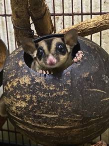 Sugar Glider - Adult