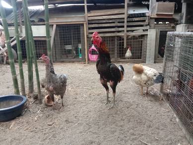 ayam spasang