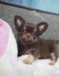 CHIHUAHUA PUPPIES 315 🌷Head Apple Cute Dog