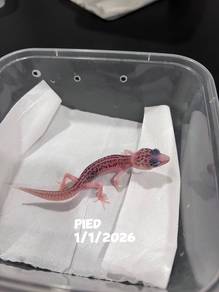 leopard gecko (pied morph)