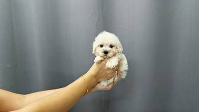 QW7066W  Bichon  Frise TINY size puppy
