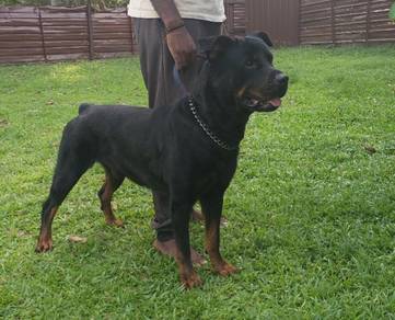 Rottweiler