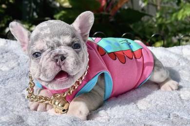 FRENCH BULLDOG PUPPIES FB278🌻Cute Puppy Available