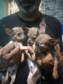 pincher puppy for sale 