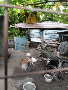 ayam piru Dan itik nila