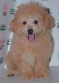i44 Cute Poodle Puppy