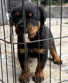 Rottweiler 