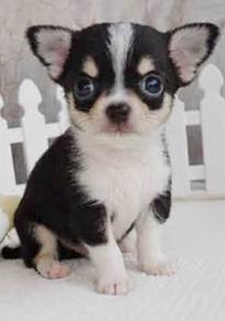 CHIHUAHUA PUPPIES VIP52🌷Head Apple Bonnie Dog