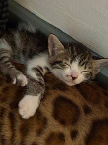 Handsome Male Bengal x Siamese Mix Kitten