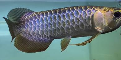 arowana
