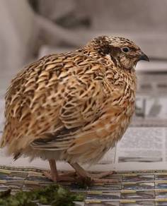 Puyuh Mini Jepun Japanese Quail chick chicken bird