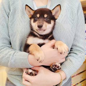 Shiba