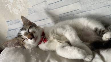 kucing