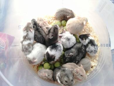 Hamster Campbell