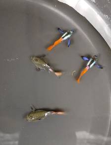 ikan guppy dumbo redtail Short body