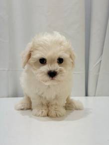 J0242 Maltese Snow White Baby Face Puppy