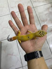 Leopard Gecko