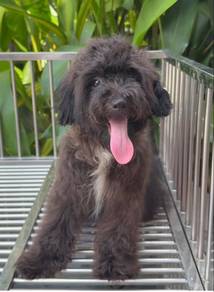 toy poodle