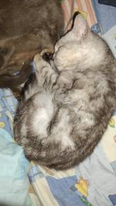 American Shorthair Silver Marble Tabby