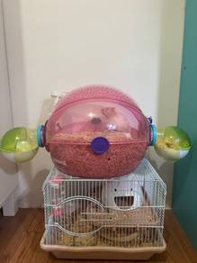 Syrian hamster female & male for rehome