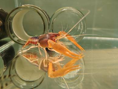 Crayfish for sale with/without catfish