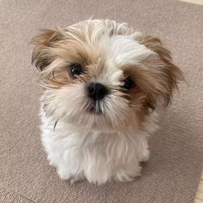 Pure Shih Tzu / Shihpoo / Cute / Tricolor / Teddy