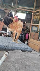 ayam serama 
