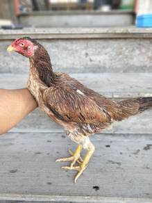 Induk Batang Kaki Bawat