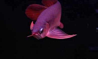 super red 8 inch -wholesale price