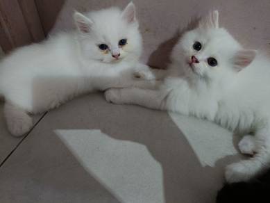 re-home with fee