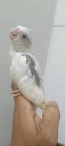 burung putih 