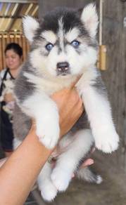SIBERIAN HUSK PUPPIES 🌻 Boy~Girl Sb133