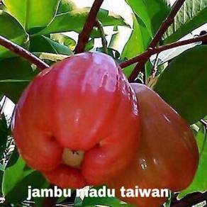Benih Jambu MaduTaiwan