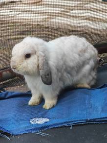 Holland Lop 