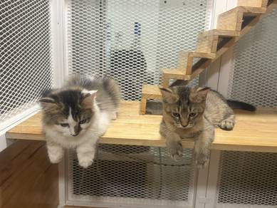Maine Coon Twins