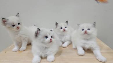 ragdoll