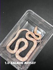 corn snake (salmon motley morph)