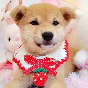 Shiba inu