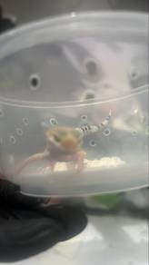 Leopard Gecko Set