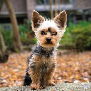 Yorkshire Terrier