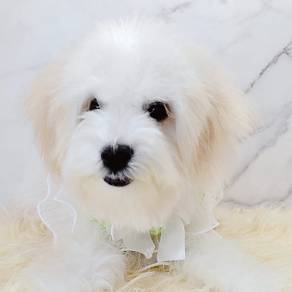 Bichon Frise