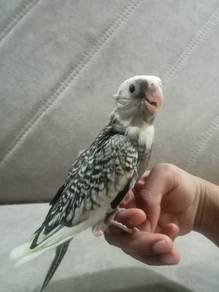burung cockatiel 