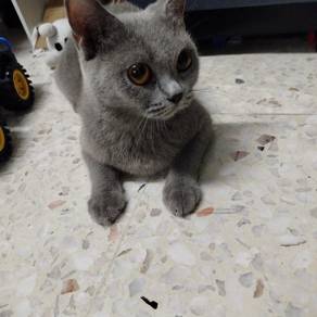 british short hair female blue