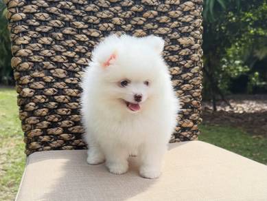 Pomeranian & poodle