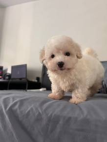 Maltipoo
