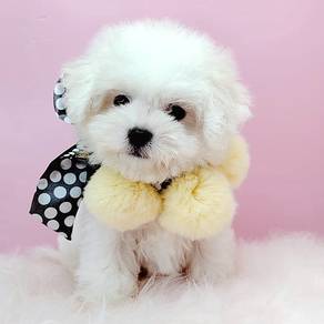 Bichon
